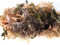 Irish Moss - Carrageen Moss Ã¢â¬â Musgo de Irlanda.